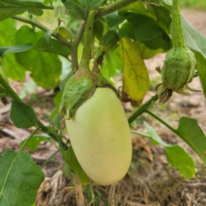 Egg Gourd Seeds - Heirloom Vegetable Plant for Home Gardens