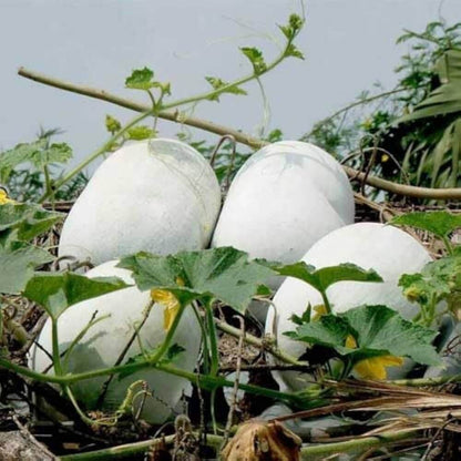 Egg Gourd Seeds - Heirloom Vegetable Plant for Home Gardens