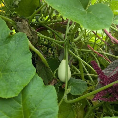 Egg Gourd Seeds - Heirloom Vegetable Plant for Home Gardens