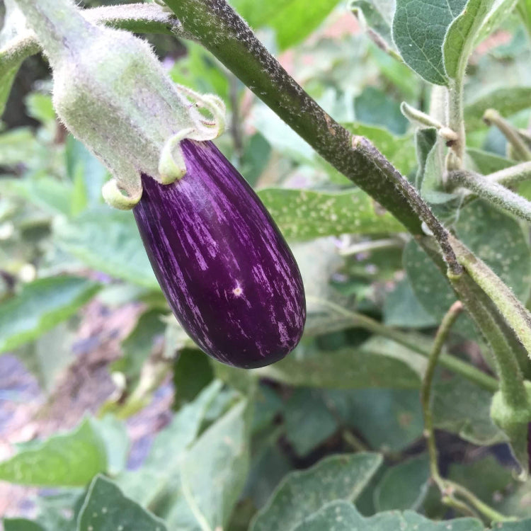 Eggplant Dusky Seeds - Heirloom Vegetable Plant for Home Gardens