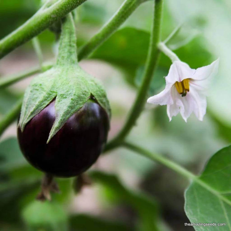 Eggplant Dusky Seeds - Heirloom Vegetable Plant for Home Gardens