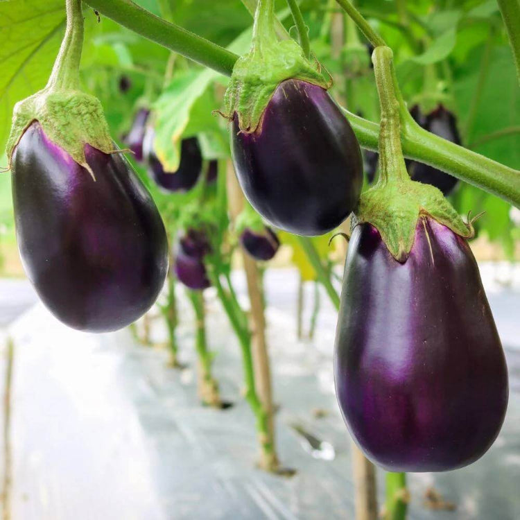 Eggplant Dusky Seeds - Heirloom Vegetable Plant for Home Gardens