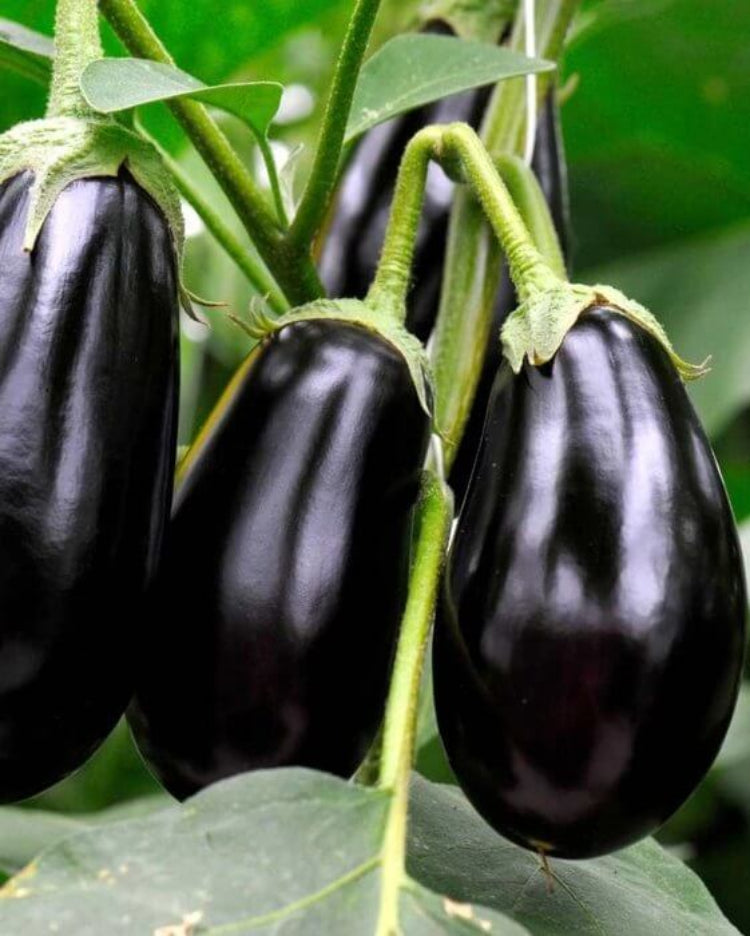 Eggplant Dusky Seeds - Heirloom Vegetable Plant for Home Gardens