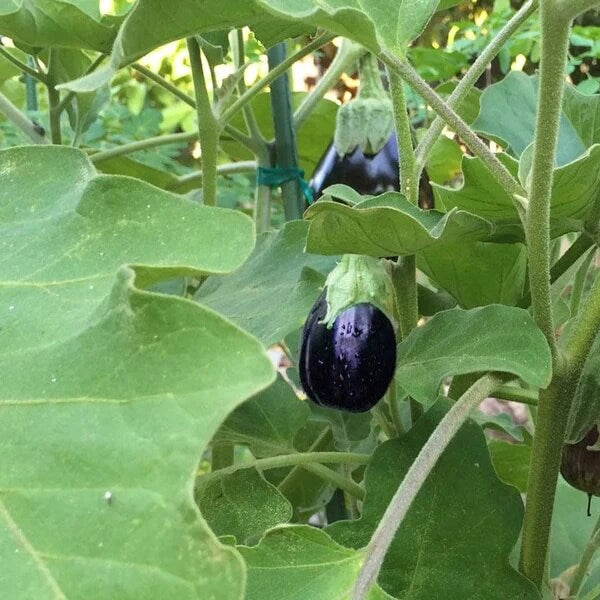 Eggplant Seeds