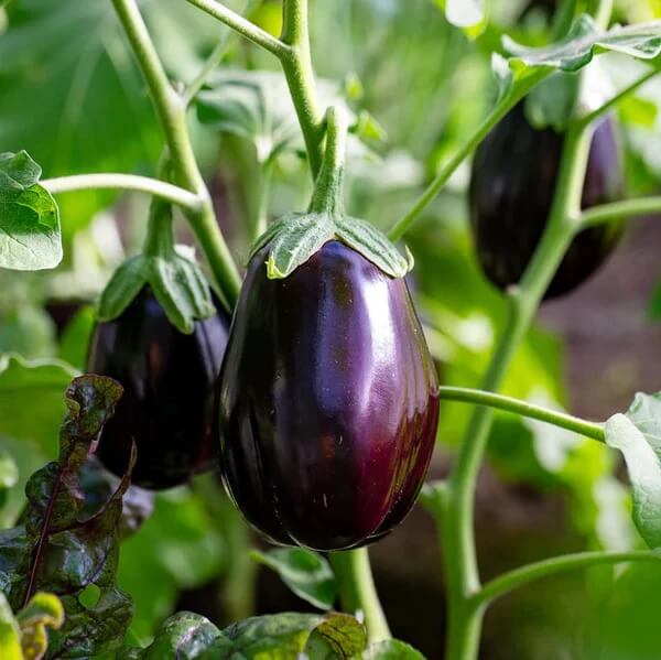 Eggplant Seeds