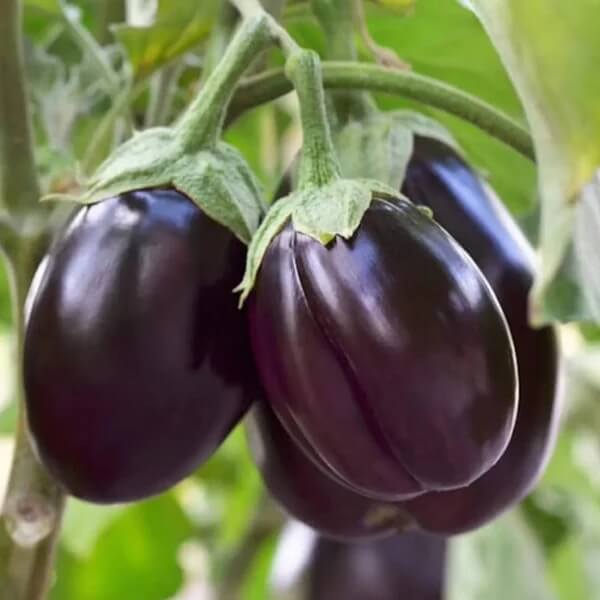 Eggplant Seeds