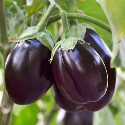 Eggplant Seeds