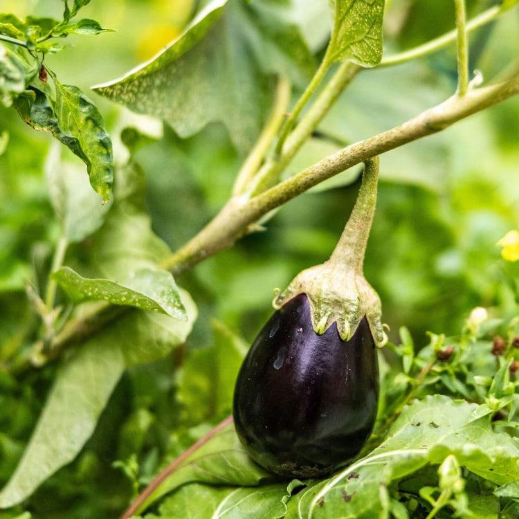 Eggplant seeds - Vegetable Plant