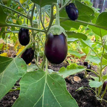 Eggplant seeds - Vegetable Plant