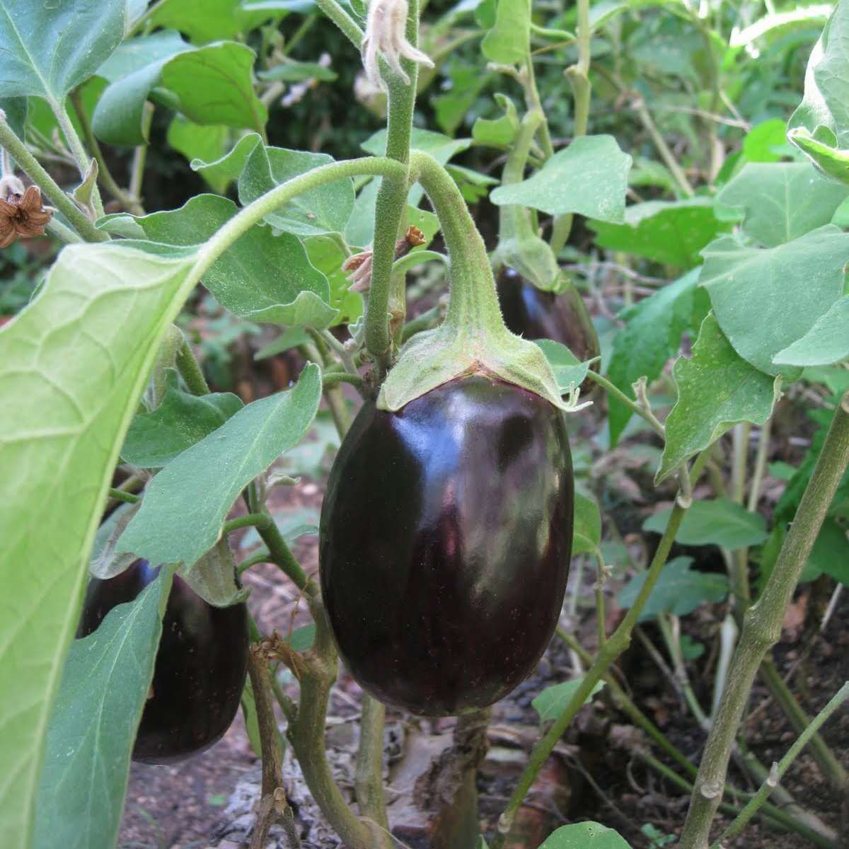 Eggplant seeds - Vegetable Plant