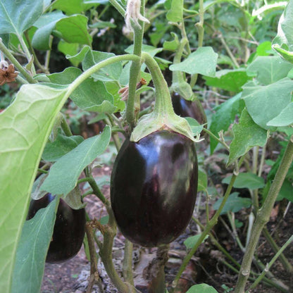 Eggplant seeds - Vegetable Plant