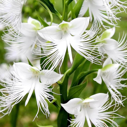 Egret Orchid Seeds - Heirloom Flower Plant for Home Gardens