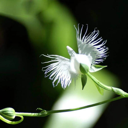 Egret Orchid Seeds - Heirloom Flower Plant for Home Gardens