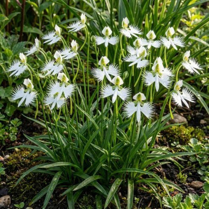Egret Orchid Seeds - Heirloom Flower Plant for Home Gardens