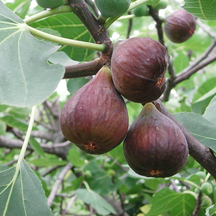 Egyptian Fig Seeds - Heirloom Fruit Plant for Home Gardens