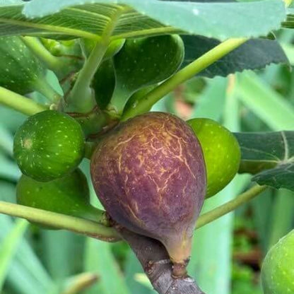 Egyptian Fig Seeds - Heirloom Fruit Plant for Home Gardens