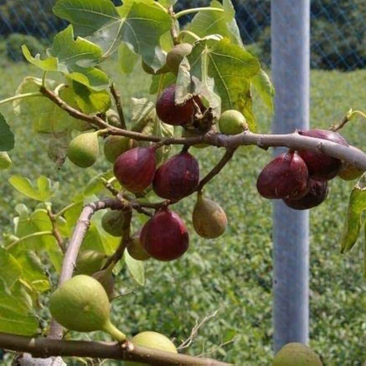 Egyptian Fig Seeds - Heirloom Fruit Plant for Home Gardens