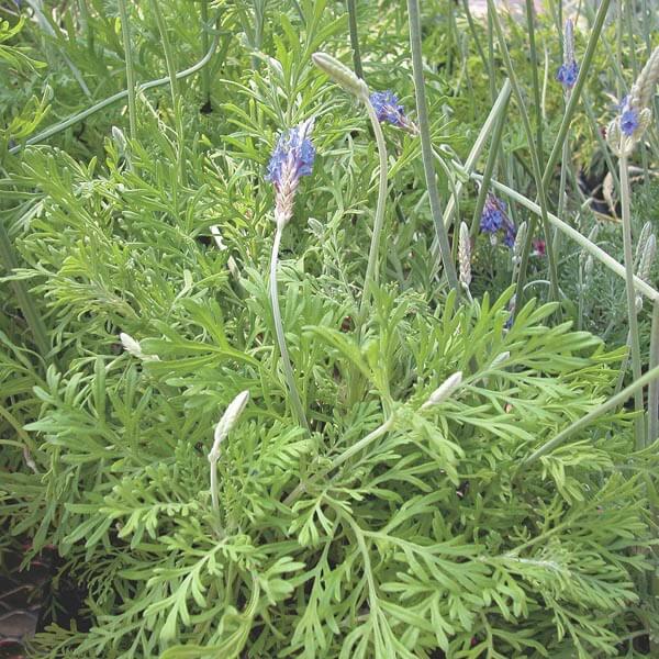 Egyptian Lavender Seeds - Heirloom Flower Plant for Home Gardens