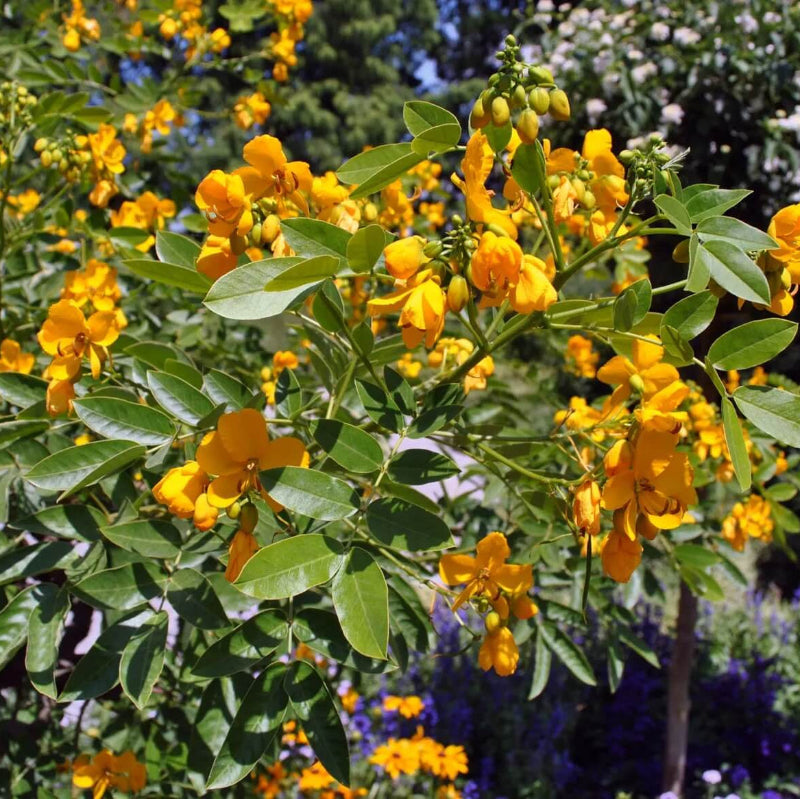 Egyptian Senna Alexandrina Seeds