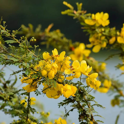 Egyptian Senna Alexandrina Seeds