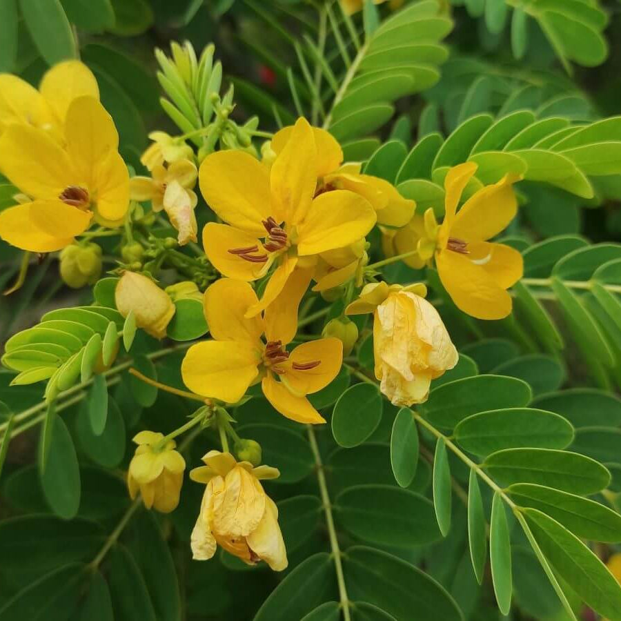 Egyptian Senna Alexandrina Seeds