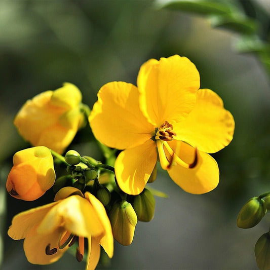 Egyptian Senna Alexandrina Seeds
