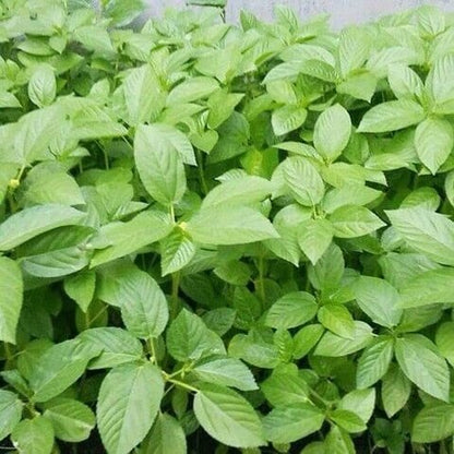 Egyptian Spinach Jute Plant Seeds