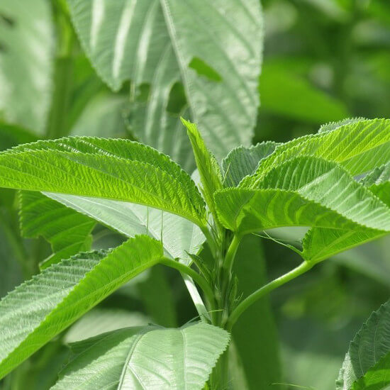 Egyptian Spinach Jute Plant Seeds