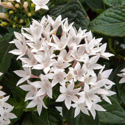 Egyptian Star Cluster Seeds