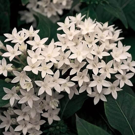 Egyptian Star Cluster Seeds