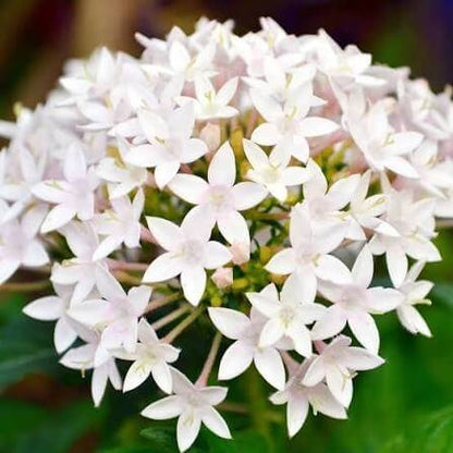 Egyptian Star Cluster Seeds