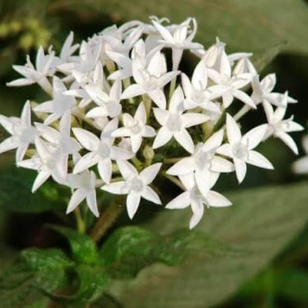 Egyptian Star Cluster Seeds