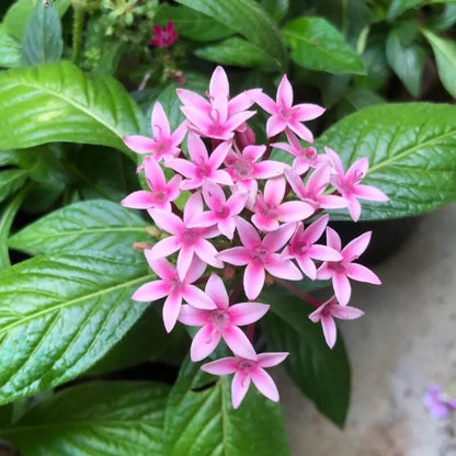 Egyptian Star Clusters Seeds - Heirloom Flower Plant for Home Gardens