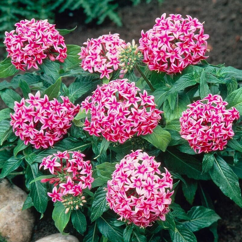 Egyptian Star Clusters Seeds - Heirloom Flower Plant for Home Gardens