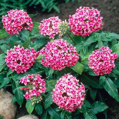 Egyptian Star Clusters Seeds - Heirloom Flower Plant for Home Gardens