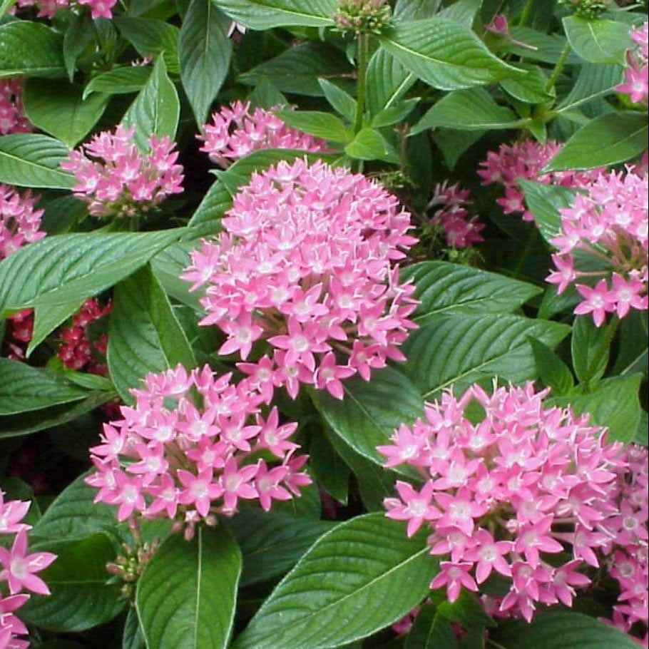Egyptian Star Clusters Seeds - Heirloom Flower Plant for Home Gardens