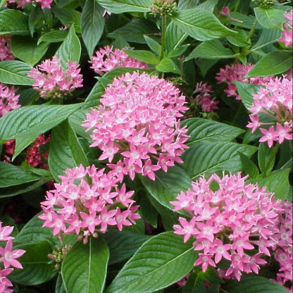Egyptian Star Clusters Seeds - Heirloom Flower Plant for Home Gardens