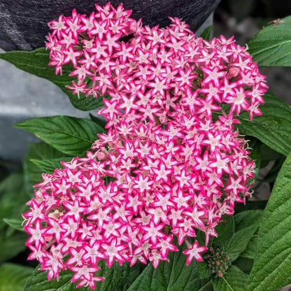 Egyptian Star Clusters Seeds - Heirloom Flower Plant for Home Gardens