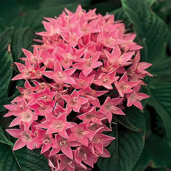 Egyptian Star Flower Seeds - Heirloom Flower Plant for Home Gardens