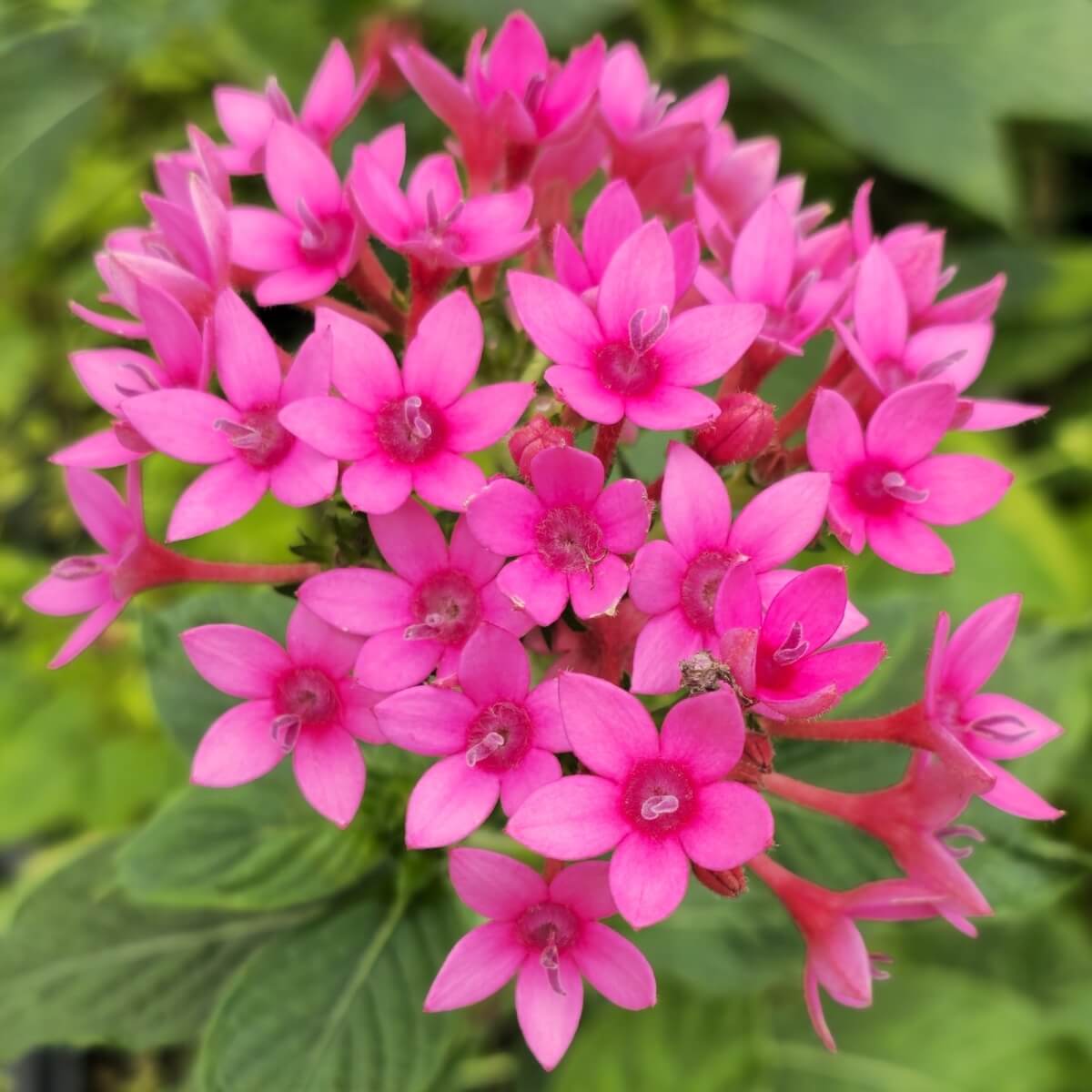 Egyptian Star Flower Seeds - Heirloom Flower Plant for Home Gardens