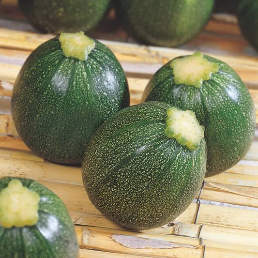 Eight ball zucchini seeds - Vegetable Plant