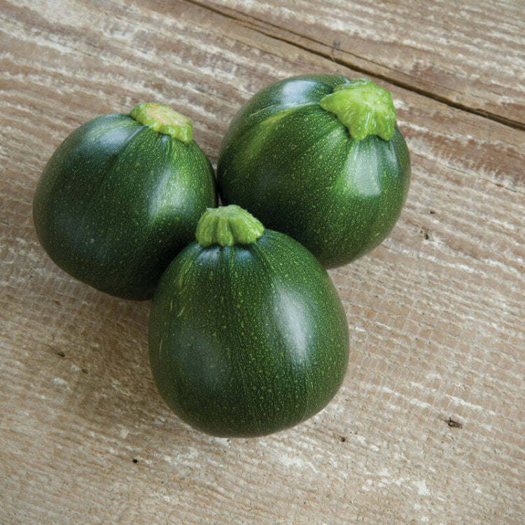 Eight ball zucchini seeds - Vegetable Plant