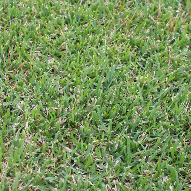 El Toro Zoysia Seeds