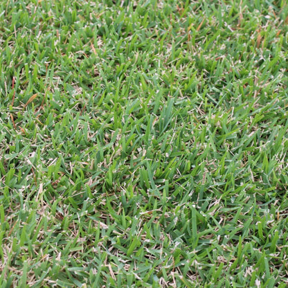 El Toro Zoysia Seeds
