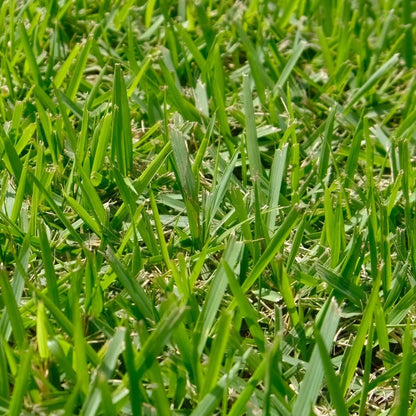 El Toro Zoysia Seeds