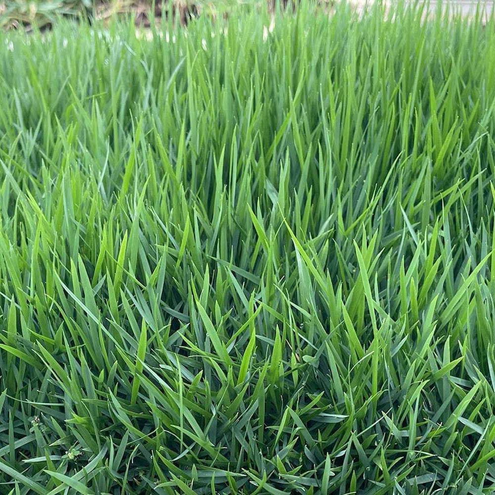 El Toro Zoysia Seeds