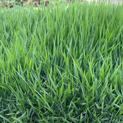 El Toro Zoysia Seeds