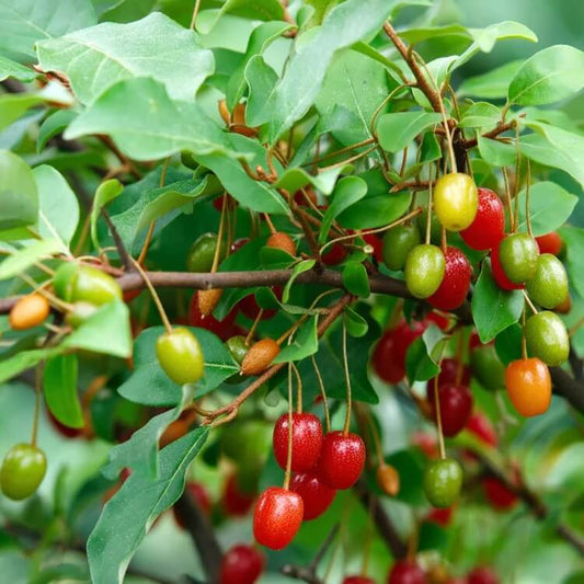 Elaeagnus multiflora seeds