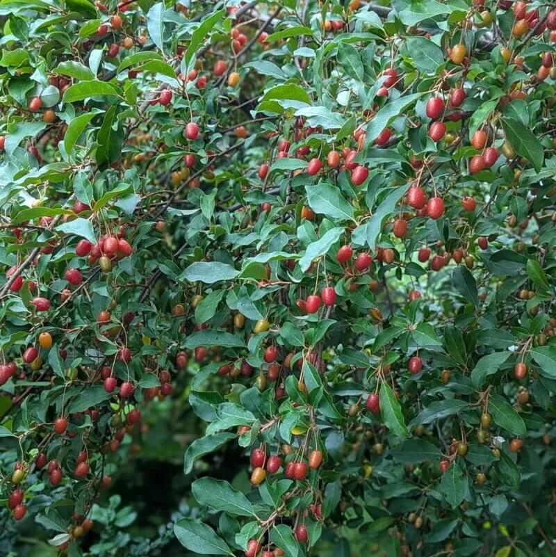 Elaeagnus multiflora seeds
