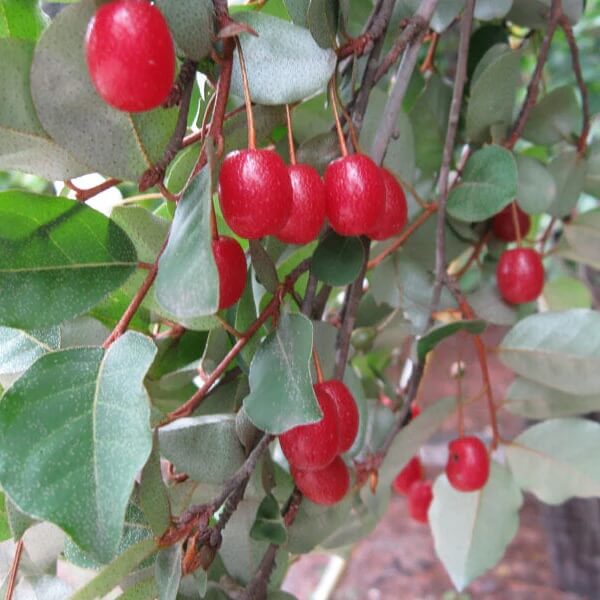 Elaeagnus multiflora seeds
